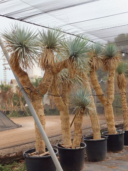 Yucca rostrata importación Multitêtes XXL