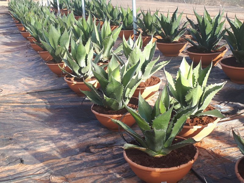 Agave ferox coupe 50 cm