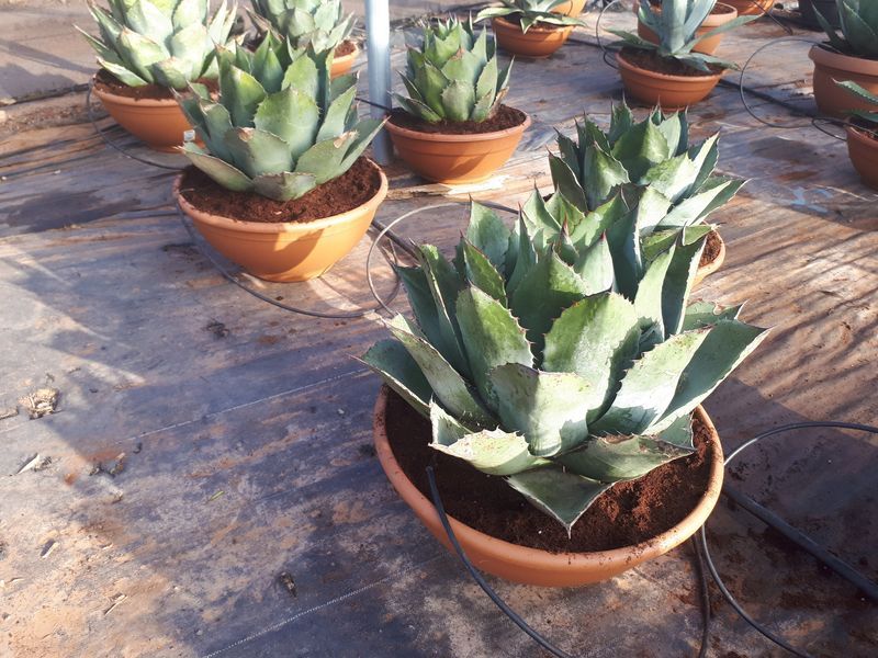 Agave Blue Brian coupe 55 cm