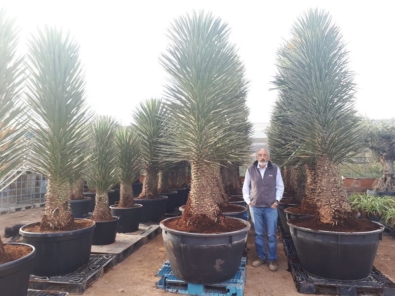 Yucca filifera australis 250-275 cm HT