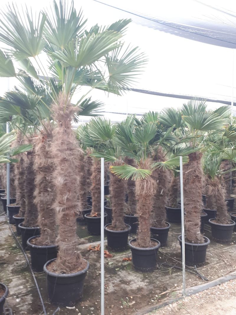 Trachycarpus wagnerianus  130-140 cm TR CT-45 lts