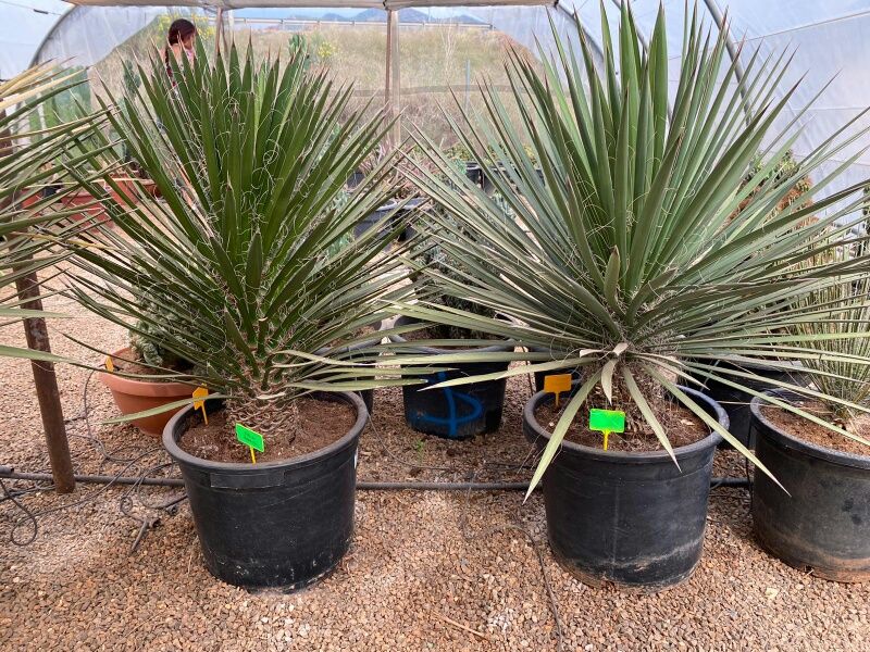 Yucca potosina 60-70 cm HT Ct-35 lts