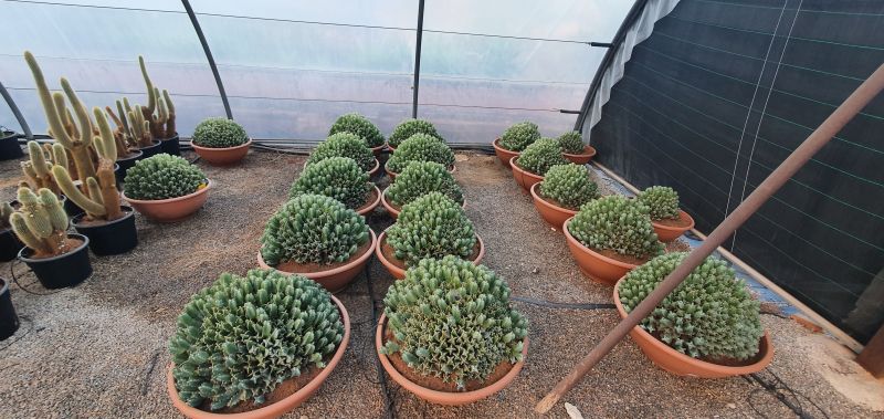 Euphorbia resinifera tarrina 50