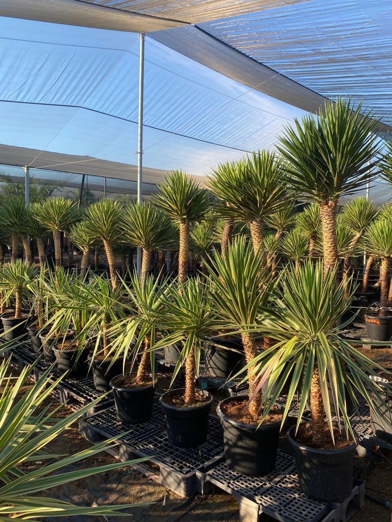 Yucca aloifolia marginata 175-200 cm HT CT-65 lts