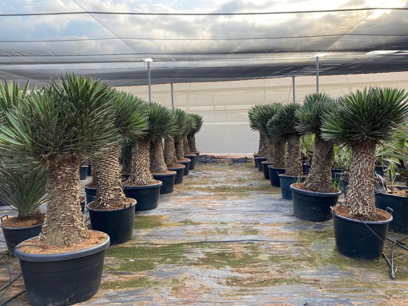 Yucca filifera australis multicabezas 125-150 cm HT  CT-110/230 lts