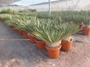 Yucca Gloriosa Variegata CT-35 lts 