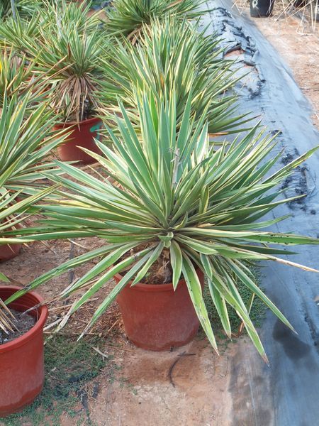 Yucca aloifolia variegata CT-35