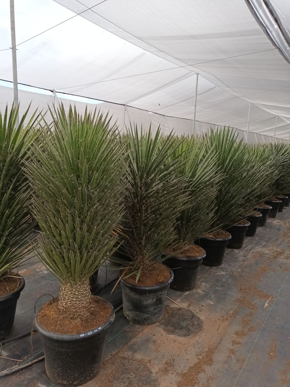 Yucca filifera australis 100-125 cm HT
