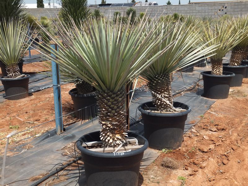 Yucca rigida 80-100 cm HT