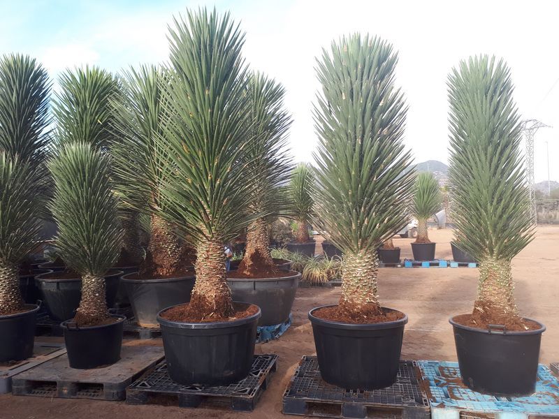 Yucca filifera australis 200-225 cm HT