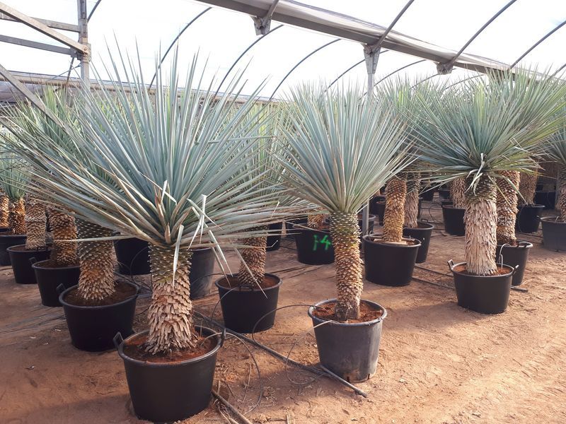 Yucca rigida 125-150 cm HT
