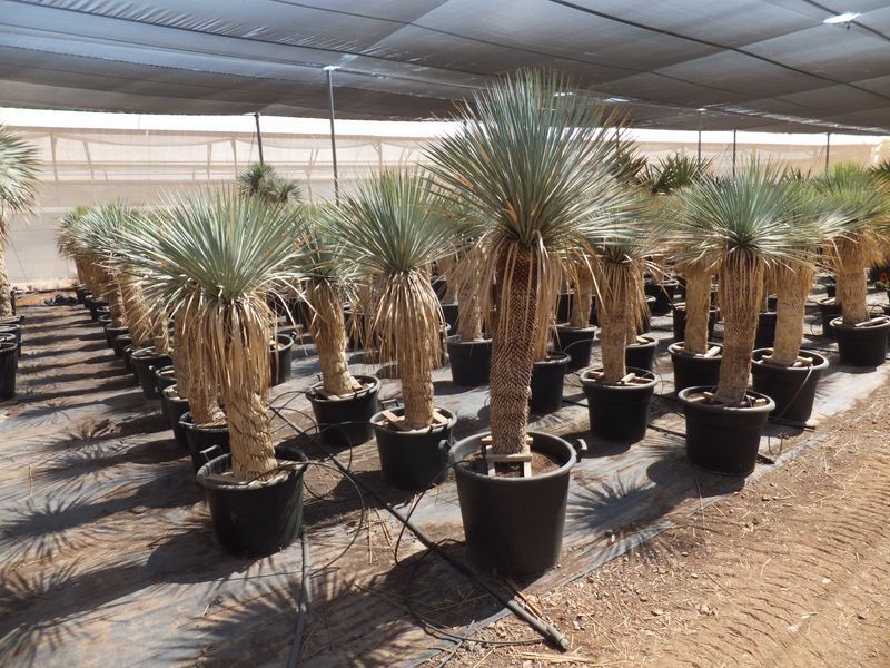 Yucca rostrata Import 40-50 cm TR