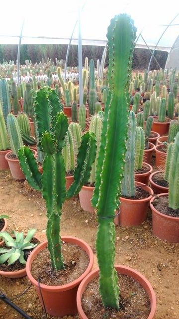 Euphorbia Ingens 100-120 CM HT