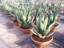 Agave ferox coupe 55/60 cm
