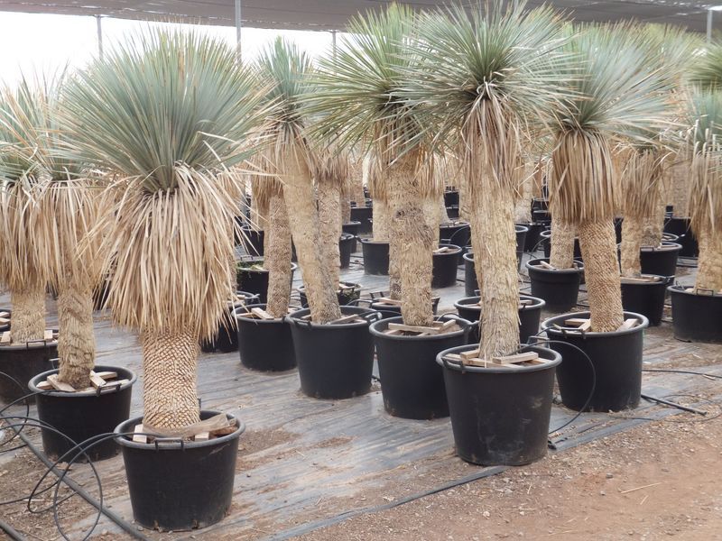 Yucca rostrata Import 90-100 cm TR