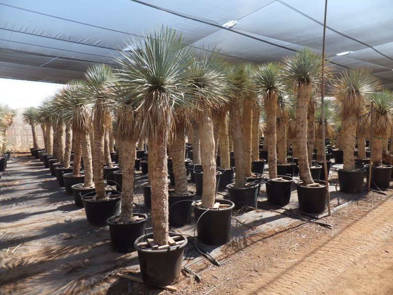 Yucca rostrata Import 170-180 cm TR