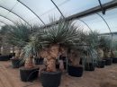 Yucca rigida multitêtes différentes tailles