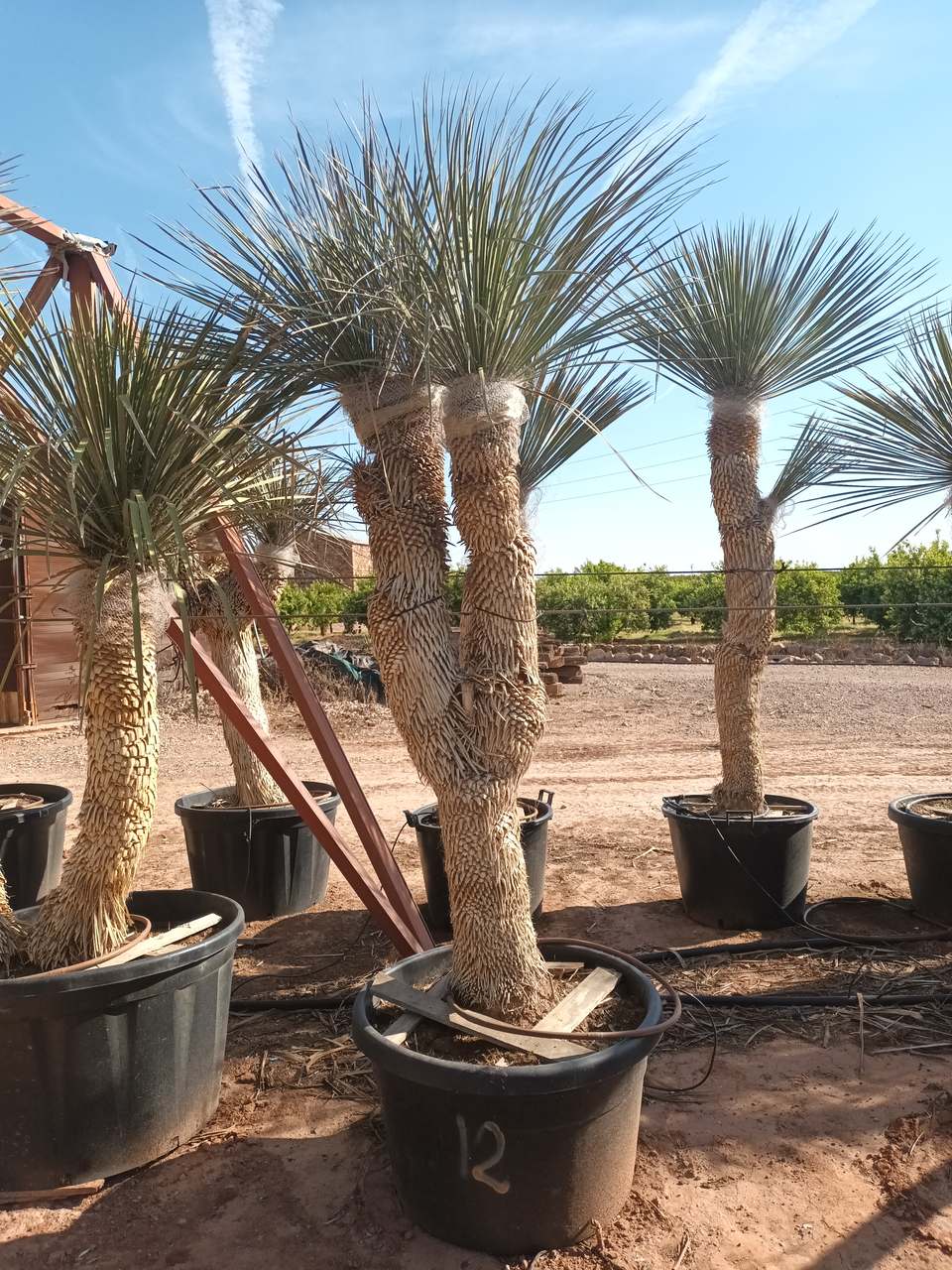Yucca elata 200-225 cm HT