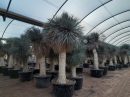 Yucca rostrata  Medusa 250-275 cm HT CT-230/290 lts