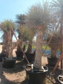 Yucca rigida ramificadas 275-300 CM HT 