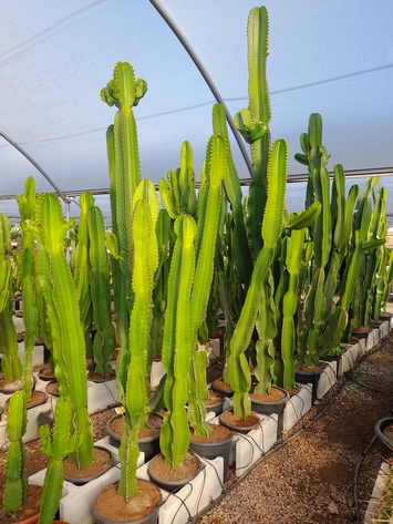 Euphorbia ingens 160-180 cm ht 