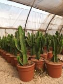 Euphorbia ingens 30-60 CM HT CT-12 lts