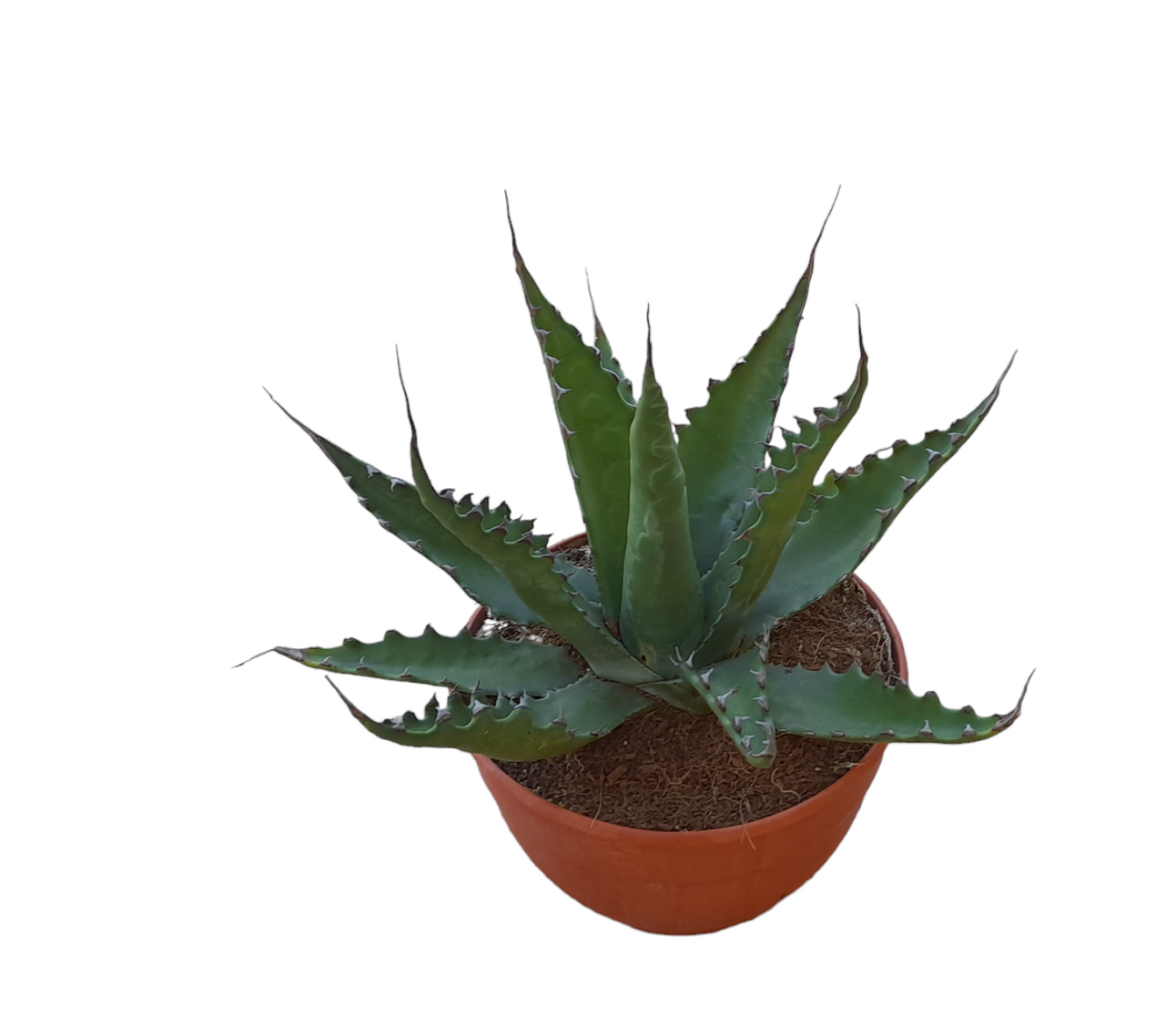 Agave gentryi Jaws T-20