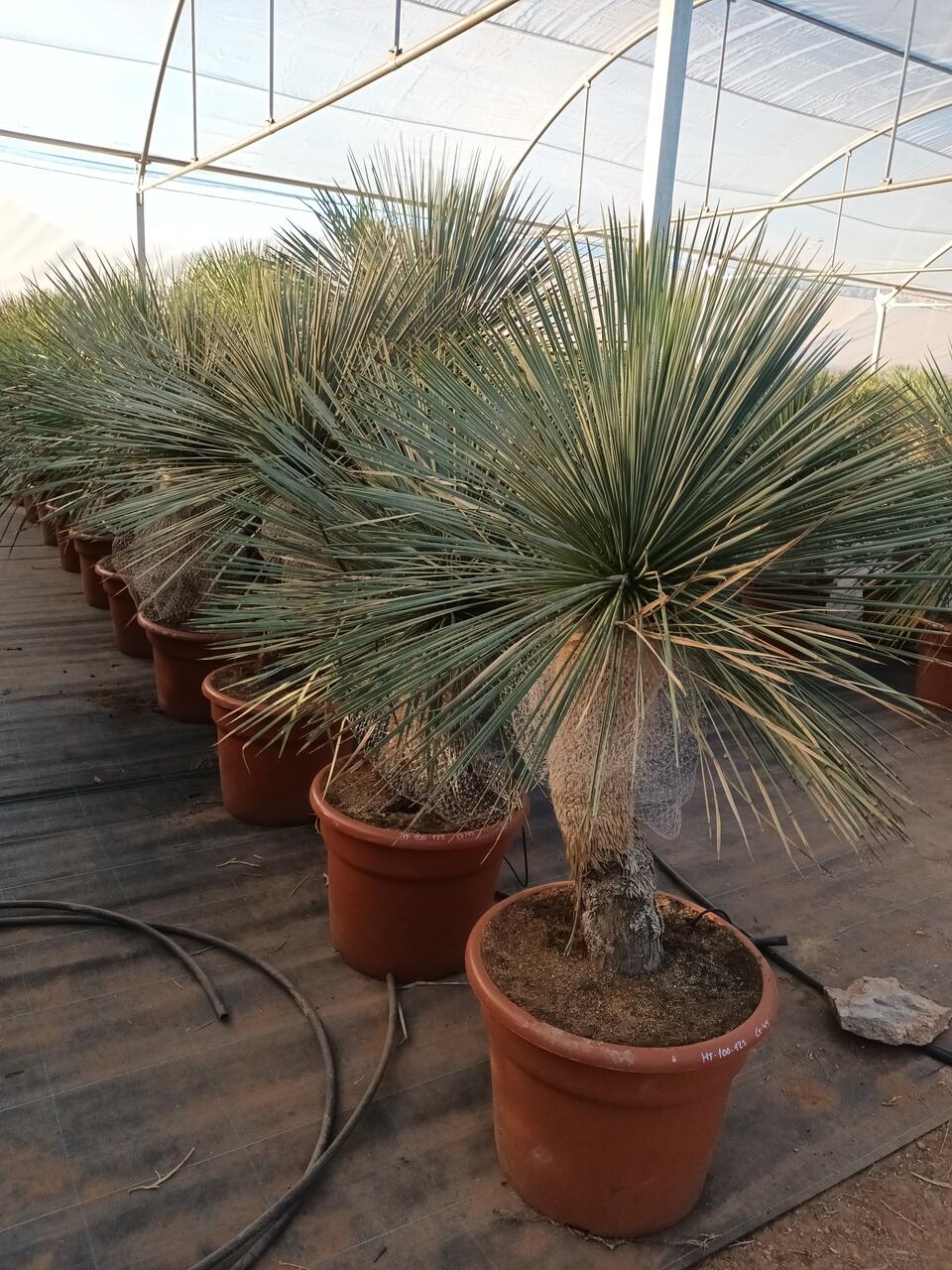 Yucca linearis azul 100-125 cm HT CT-45 lts