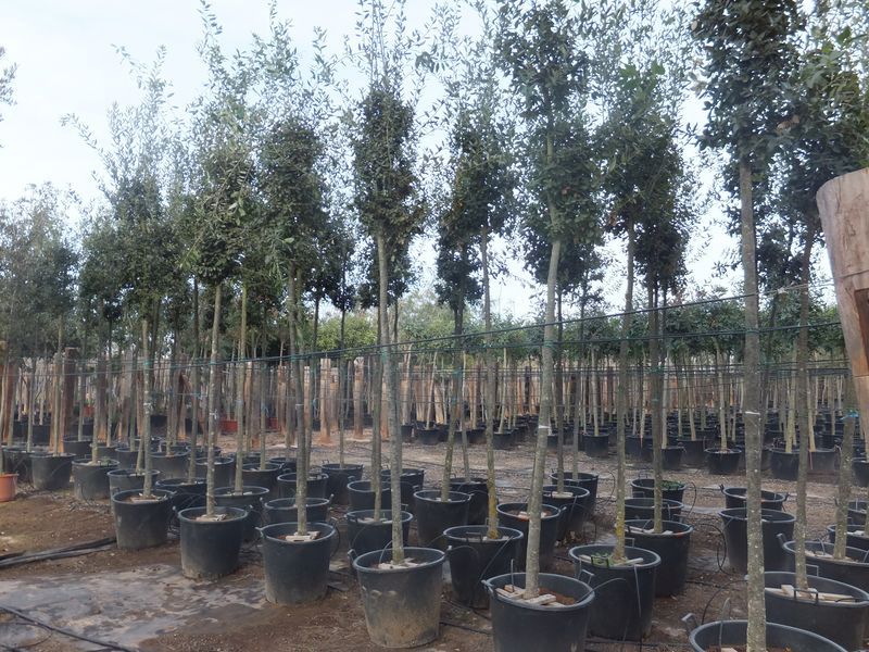 Quercus ilex 20-25