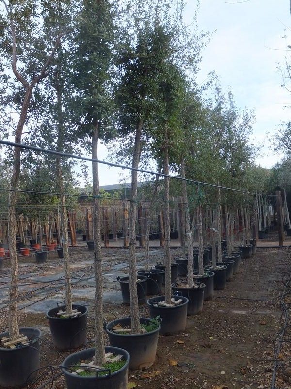 Quercus suber 18-20