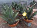 Agave ferox coupe 40 cm
