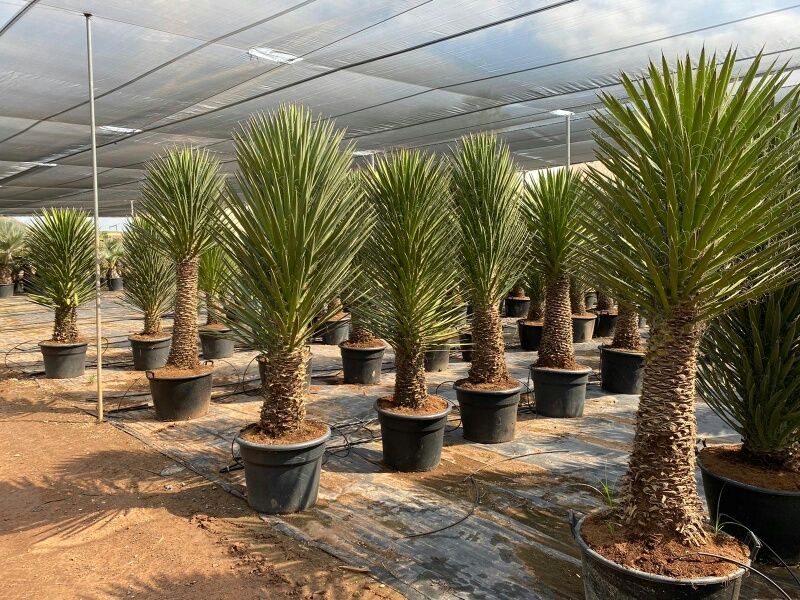 Yucca filifera australis 150-175 cm HT