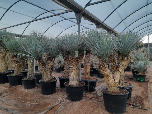 Yucca rigida multitroncs