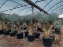 Yucca rigida multitroncs