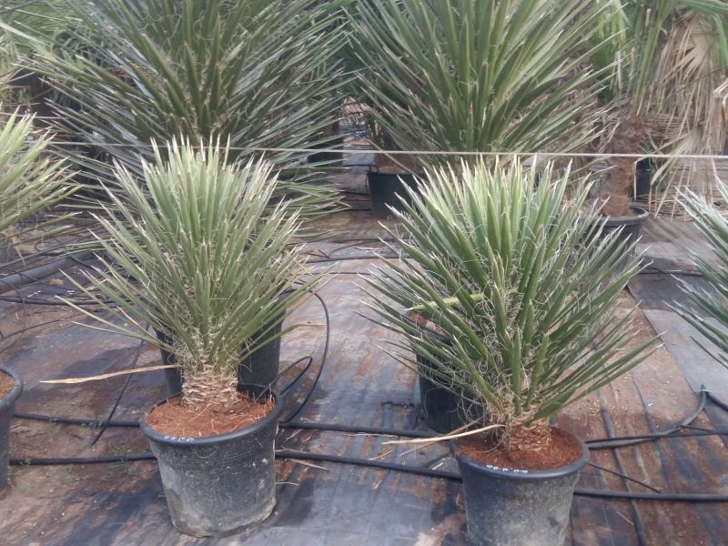 Yucca filifera australis 60-80 cm HT