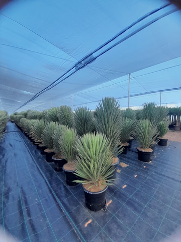 Yucca filifera australis 80-100 cm HT